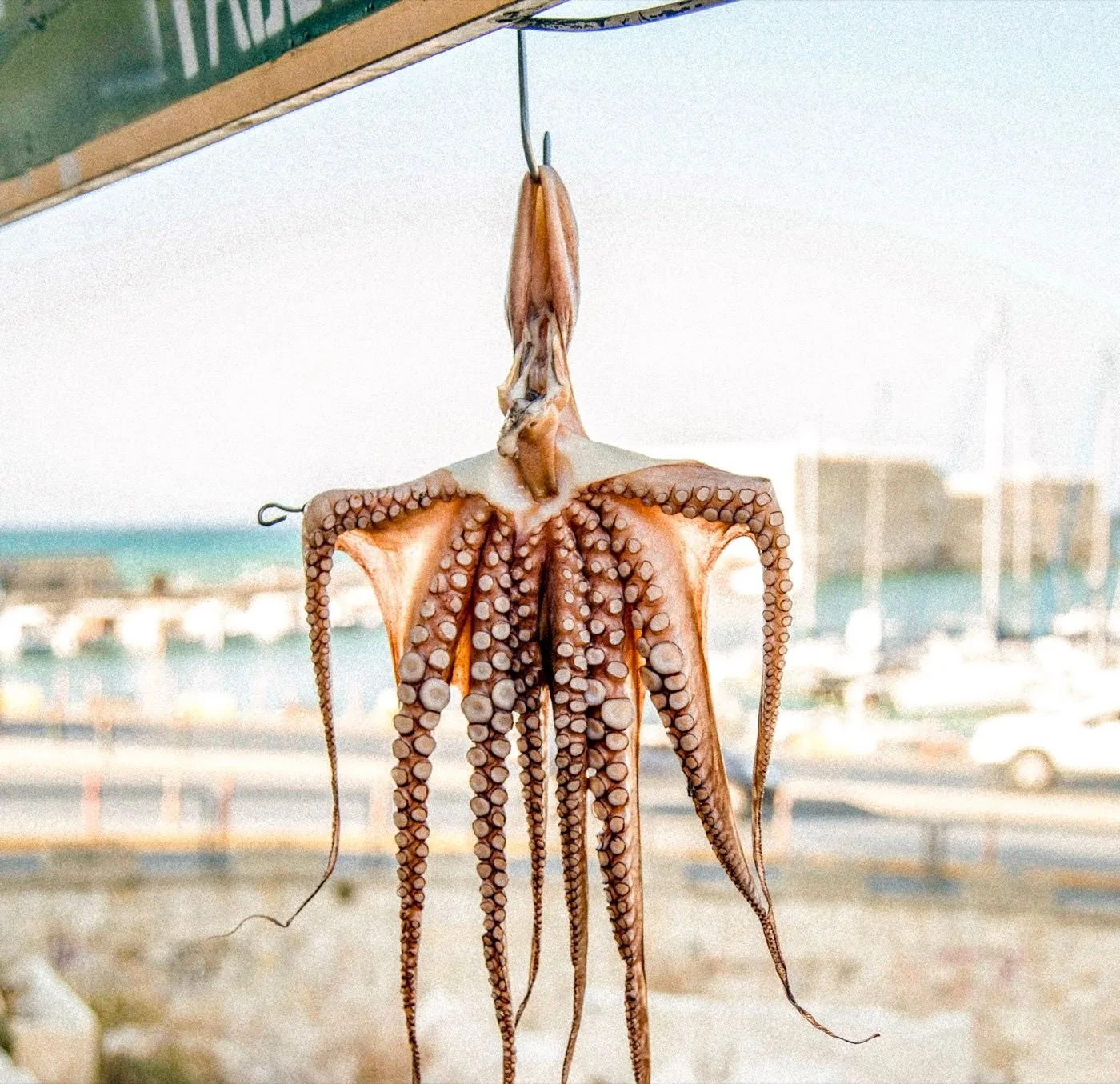 Octopus drying in the sun by the Kalymnos harbour